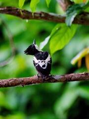 A Heart-spotted Woodpecker perched on a branch and look up at Kaeng Krachan forest with green backdrop its distinct heart-shaped spots on its shoulders and Back.