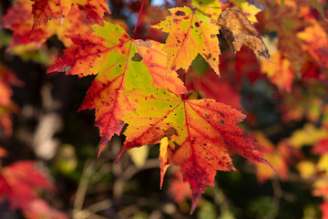Vibrant Autumn Maple Leaves in Sunlight