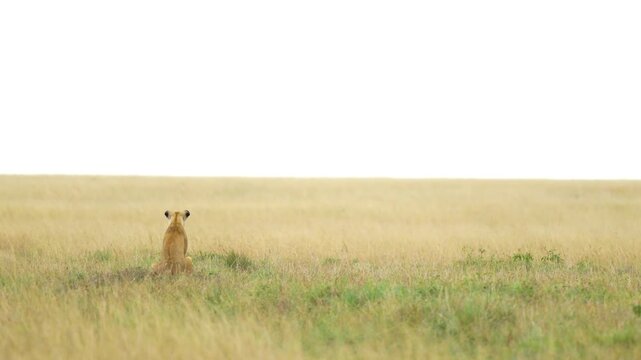 A small lion cub sits alone, facing the vast, empty African savanna and sky, symbolizing the immense wildness and vulnerability of youth.