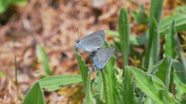 Small Blue Butterflies Mating With an Interloper