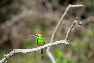 Bee-eaters are small birds with long, slender tails and a blackish, pointed, down-curved beak in various colors.