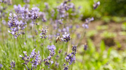 Honeybee hovering over vibrant lavender flowers in a lush garden, showcasing the beauty of nature and the importance of pollinators in a thriving ecosystem