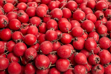 Vibrant hawthorn berries clustered together, showcasing their rich red color and natural textures, perfect for culinary, health, or seasonal themes in visual storytelling