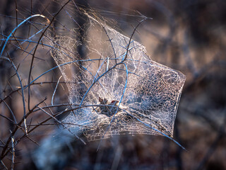 spider web  in late afternoon