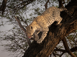 leopard coming down tree  © Carel