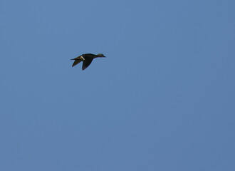 Female Wood Duck in Flight