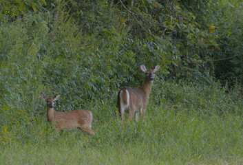 White-Tailed Deer Doe and Fawn