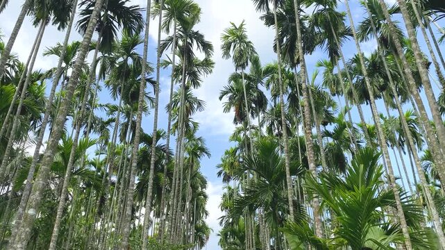 Low angle view of a towering Areca catechu palm tree against the sky in the background.