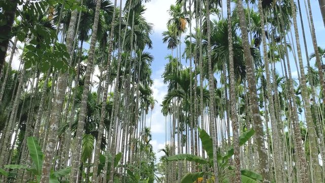 Low angle view of a towering Areca catechu palm tree.