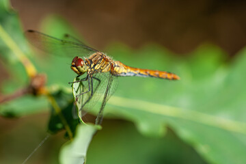 A yellow-orange dragonfly (Sympetrum species) is perched on a jagged green oak leaf in a sunlit field, captured in a sharp macro profile shot against a blurred brown background