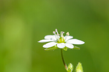 A single white Stellaria flower (Starwort) is sharply detailed in macro, centered against a vivid green blurred background on a sunny summer day