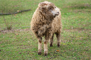 A shaggy sheep (Ovis aries) stands center-framed in a dull green pasture on a cloudy day