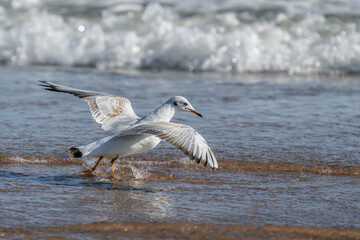 seagull on the beach