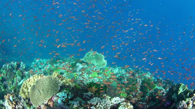 Colorful, planktivorous fish hover feed along a coral reef drop-off near Alor, Indonesia. This part of the Lesser Sunda Islands supports very high marine biodiversity and is a popular diving area.