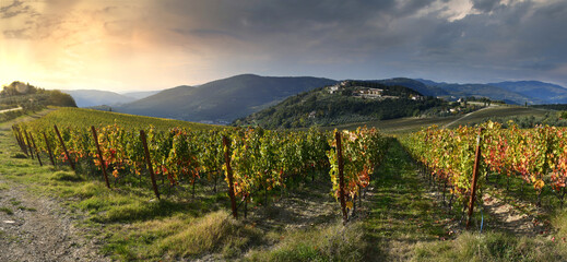 Beautiful vineyard near Pontassieve (Florence) at sunset with the colors of autumn. Italy.