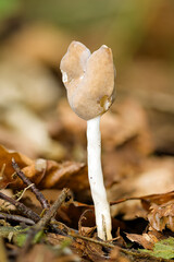 Elastische Lorchel (Helvella elastica)