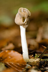 Elastische Lorchel (Helvella elastica)