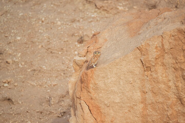 Little owl in natural habitat Athene noctua. Little owl bird camaflauged in desert rocky stones and relaxing . Migration of birds with Copy space. Closeup shot of little owl.