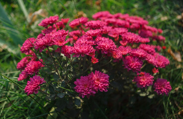 chrysanthemum bush with pink flowers on a green lawn on a sunny day