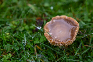 Brown gilled mushroom with water in the cap growing in grass.
