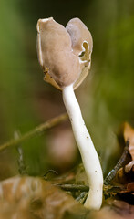 Elastische Lorchel (Helvella elastica)