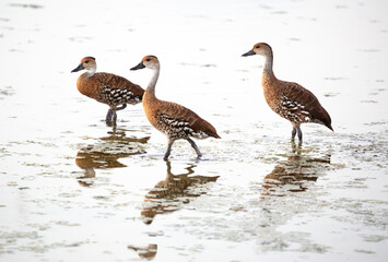 Three West Indian whistling ducks Dendrocygna arborea found throughout the Caribbean, including the Bahamas, Cuba, and the Cayman Islands