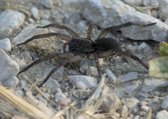 Wolf Spider on Gravel
