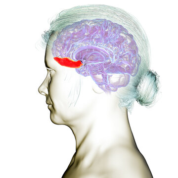 Gyrus rectus of human brain, 3D illustration