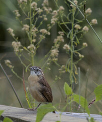 Carolina Wren on Fence