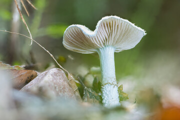 Gr&uuml;nspan-Tr&auml;uschling (Stropharia aeruginosa)