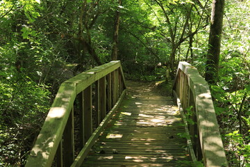 Bridge to the Wild: Pathway into the Forest