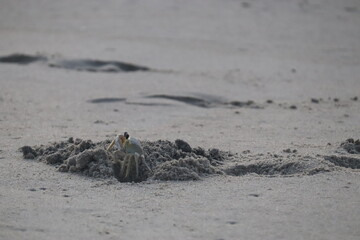 Crab on the Shore: A Moment in the Sand