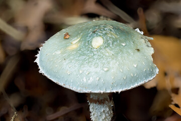 Gr&uuml;nspan-Tr&auml;uschling (Stropharia aeruginosa), Hutoberseite