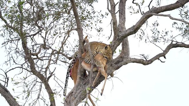 A powerful leopard secures its impala kill high in a tree, a classic, raw scene of predation and survival in the African wilderness.