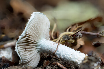 Gr&uuml;nspan-Tr&auml;uschling (Stropharia aeruginosa)