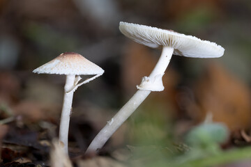 Zwei Stink-Schirmlinge (Lepiota cristata)