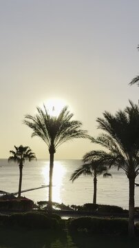 The image showcases a breathtaking sunset at the beach. Silhouettes of palm trees stand against the vibrant orange sky, reflecting on the calm water. The scene exudes tranquility and warmth, capturing