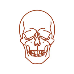 Fototapeta premium Stylized human skull outline drawing minimalist bone anatomy medical science concept vector