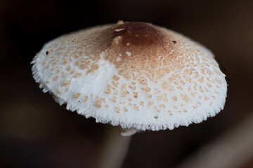 Stink-Schirmling (Lepiota cristata), Hutoberseite