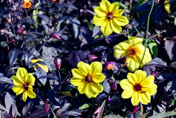 Beautiful MYSTIC ILLUSION dahlia with very dark filigree foliage on a bright fall day close-up	