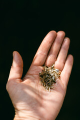 Hand holding dried herbs prepared for cooking in a rustic kitchen setting during daylight hours
