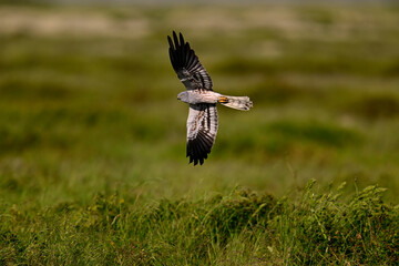 Montagu's harrier - male // Wiesenweihe - Männchen (Circus pygargus) - Vjosa-Narta Delta, Albanien