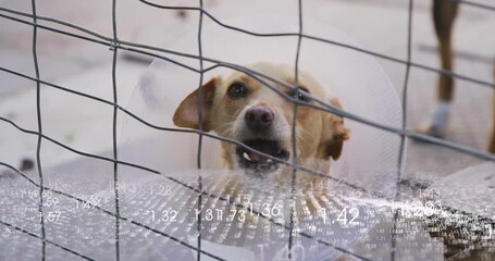 Floating numeric overlay driving collar wearing dog behind fence tilting head opening mouth barking