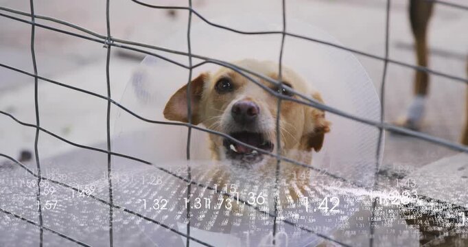 Floating numeric overlay driving collar wearing dog behind fence tilting head opening mouth barking