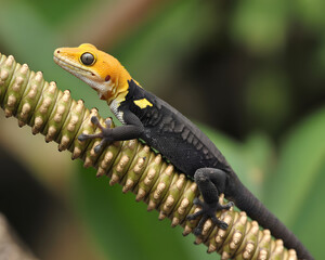 Adorable gold dust day gecko sunning in lush tropical foliage, a vibrant closeup showcasing exotic nature and wildlife, perfect for travel and conservation