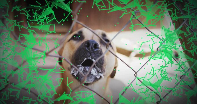 Green network overlay fading in at frame four visualizing dog shifting, sniffing fence, barking