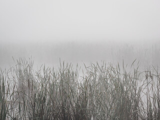 Morning mist over a pond and reeds.
