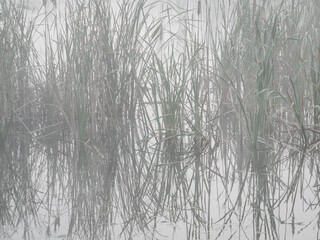 Morning mist over a pond and reeds.
