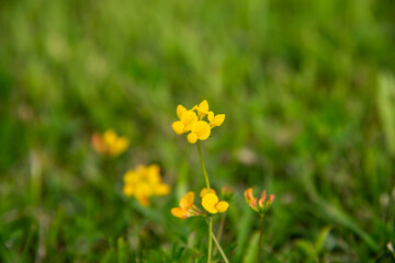 Fototapeta premium yellow flowers on green grass