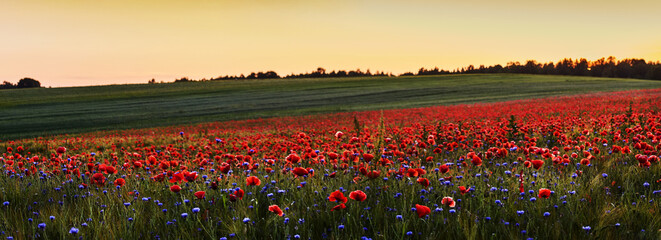 Red poppies in a poppies field. Remembrance or armistice day.